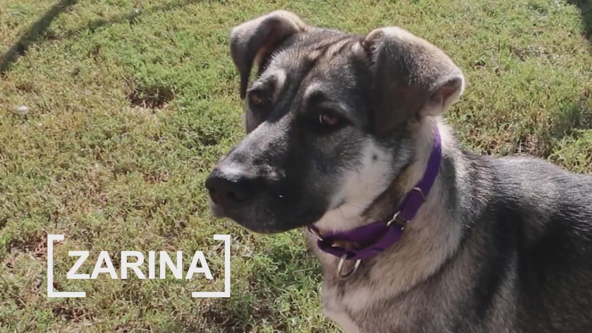 Zarina is up for adoption in Dallas.