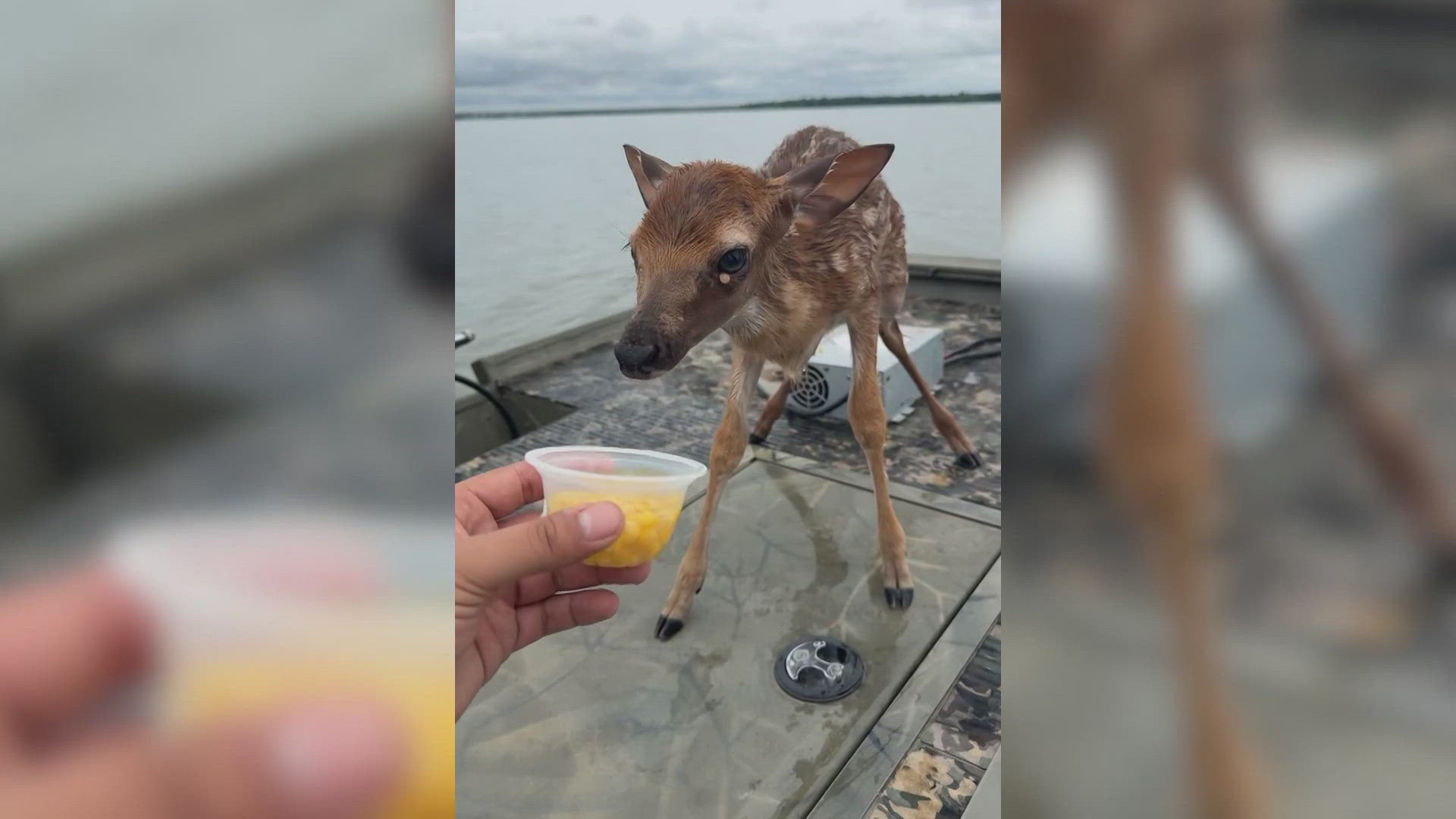 Chris Olguin spotted a small fawn struggling to keep its head above water, separated from its mother and slowing down fast.