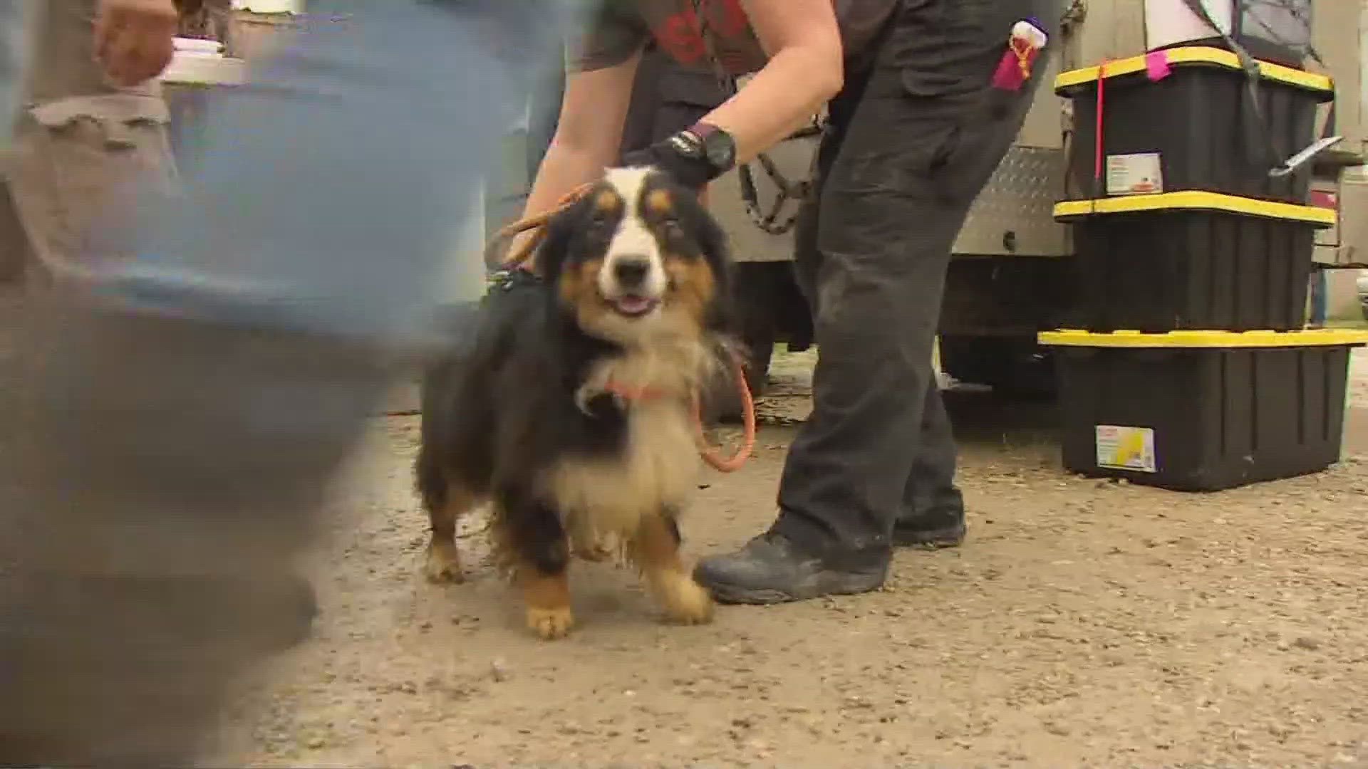 The All American Dog Shelter and ASPCA moved dogs displaced in recent storms to a new shelter.