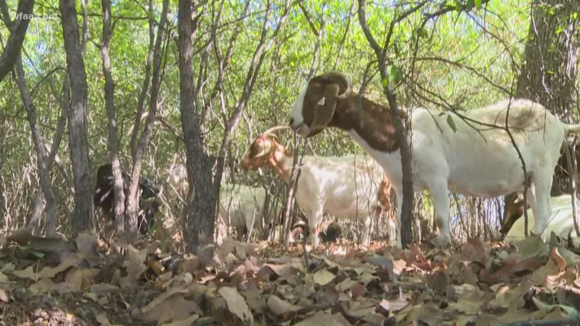 Meet the goats who are saving the trees in Denton and the donkeys who are protecting them.