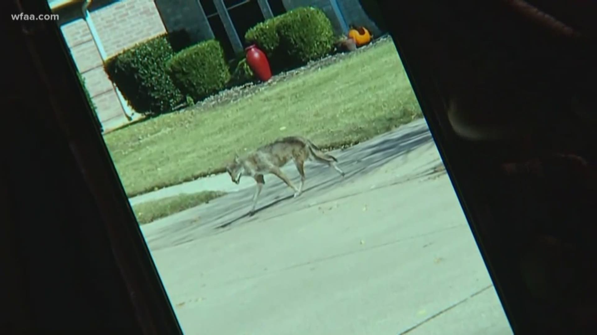 Coyotes attacking in Frisco neighborhood