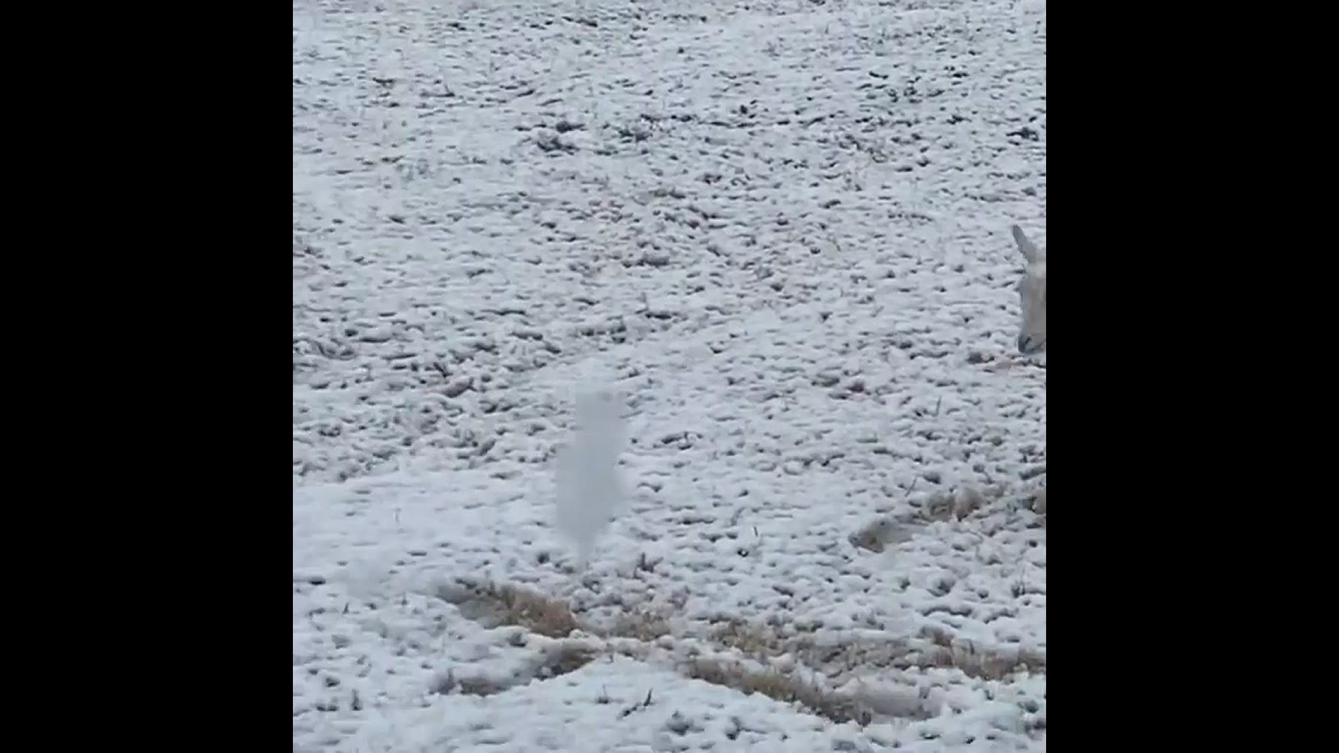 "Snow day in Texas and the kids aren’t quite sure what to think!"