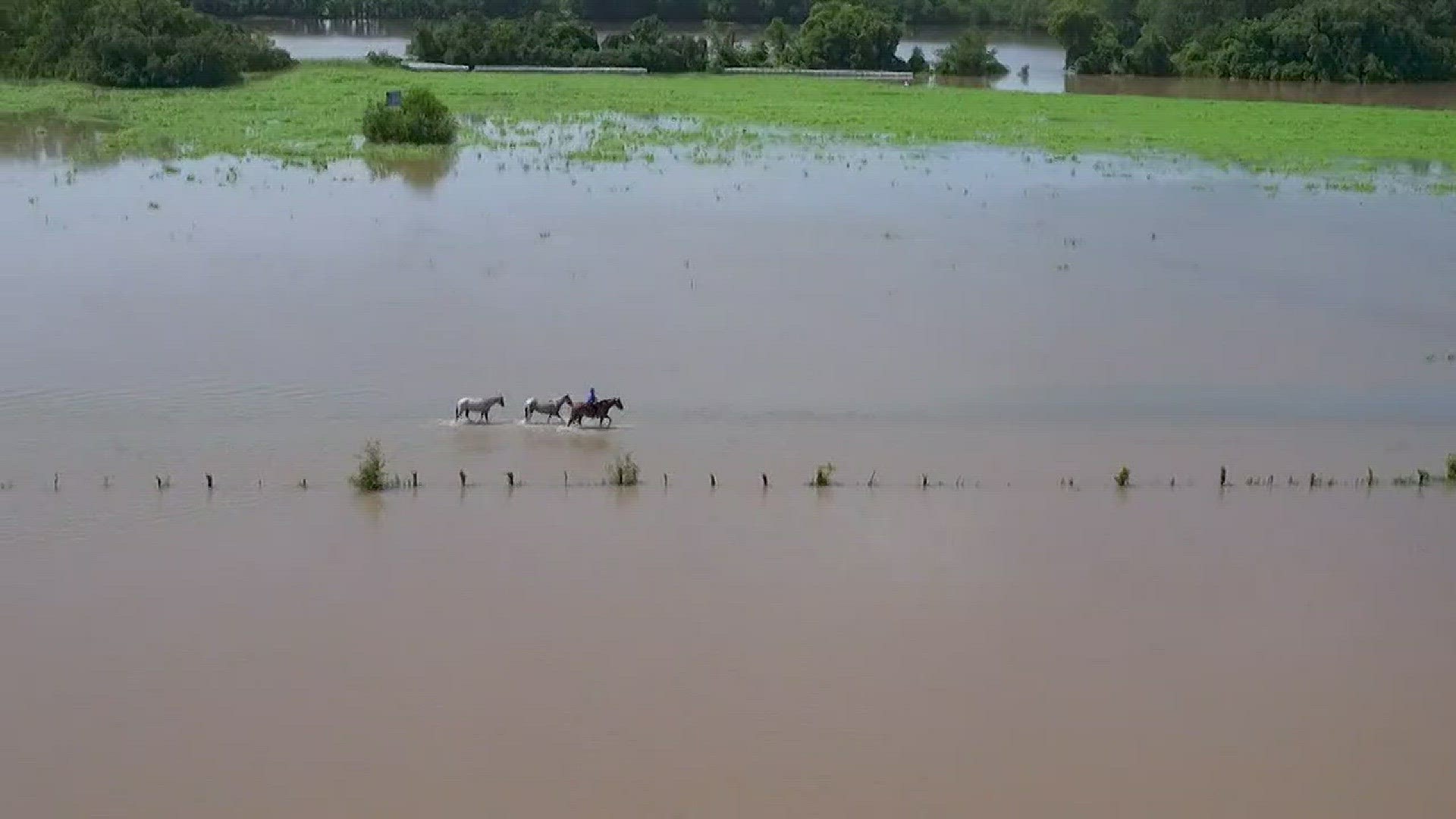WFAA drone captures horse rescue in Harvey storm aftermath