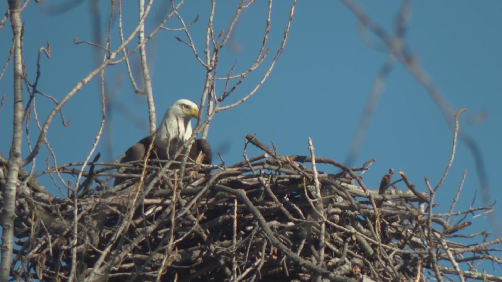 Texas Parks and Wildlife told WFAA the bald eagles took over an abandoned hawk’s nest not far from their old one, which was destroyed by wind in February.
