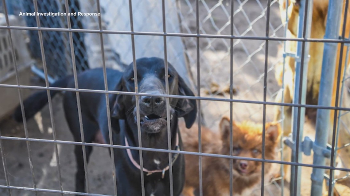 More than 100 animals seized after multi-agency investigation in Erath ...