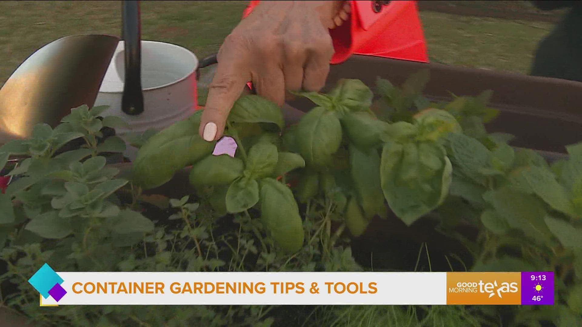 Growing in containers allows people who only have a balcony or a patio enjoy a rewarding gardening experience growing their own herbs and vegetables.