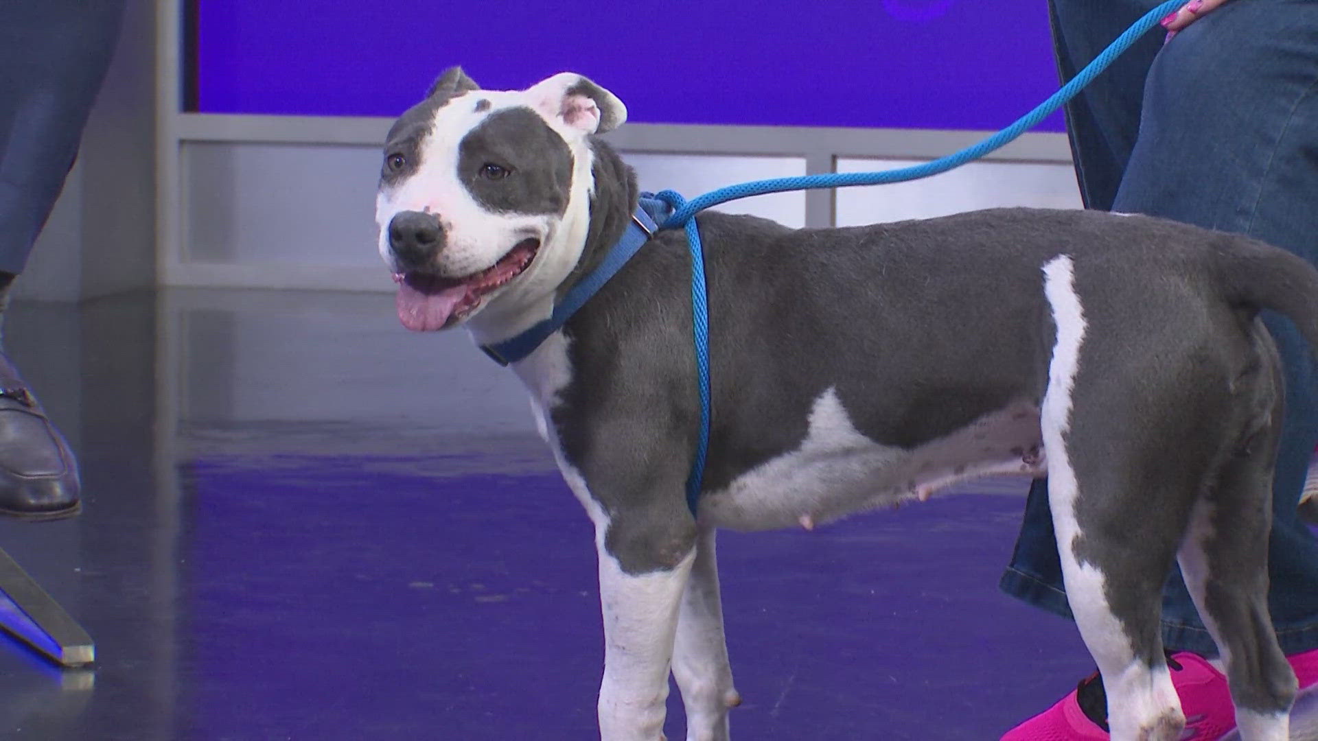 Evie is available for adoption through the SPCA of Texas.