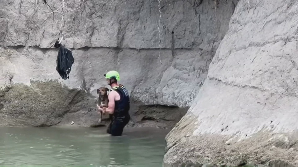 Missing Sasche dog found by golfer in Garland creek | wfaa.com