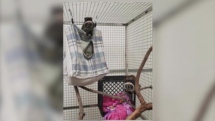 Dallas Zoo monkeys appear healthy after being found in a vacant church