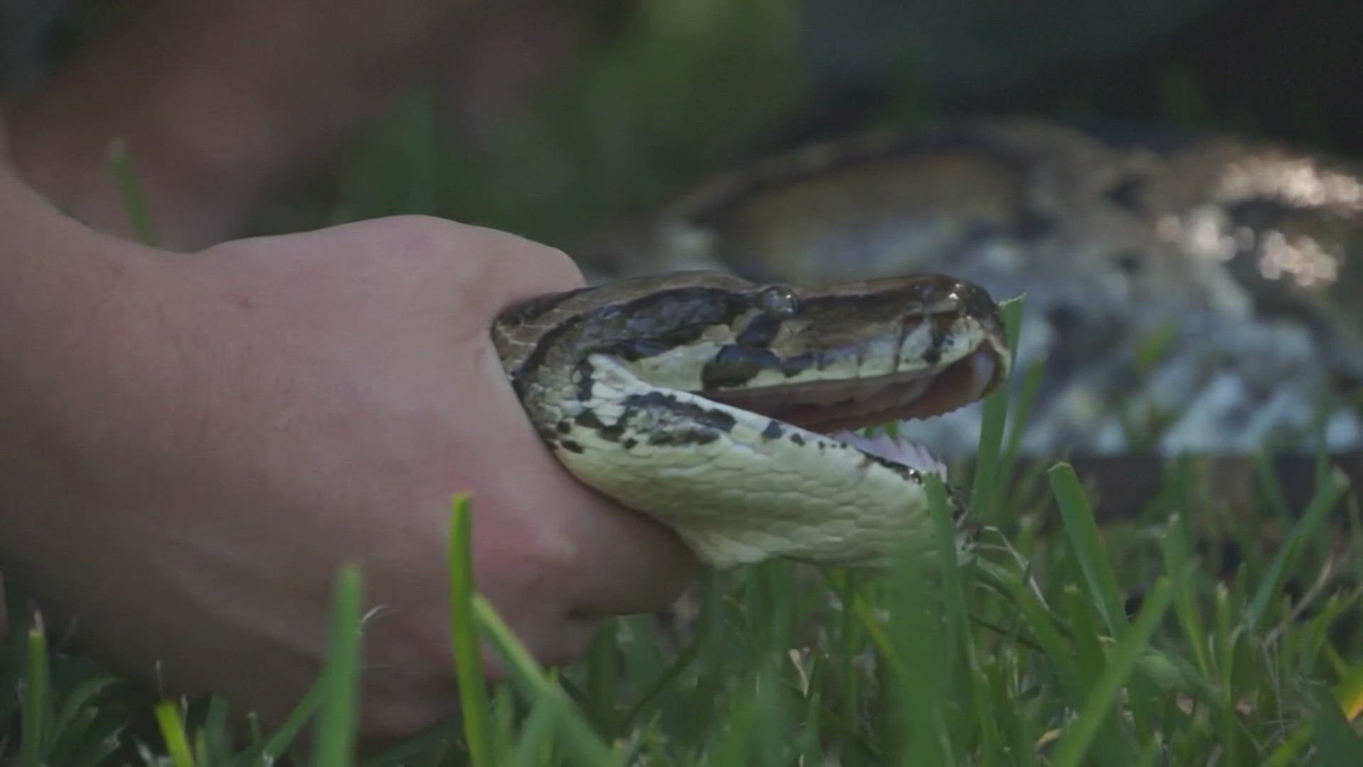 Invasive Burmese pythons have been linked to declines in the Florida Everglades’ mammal population.