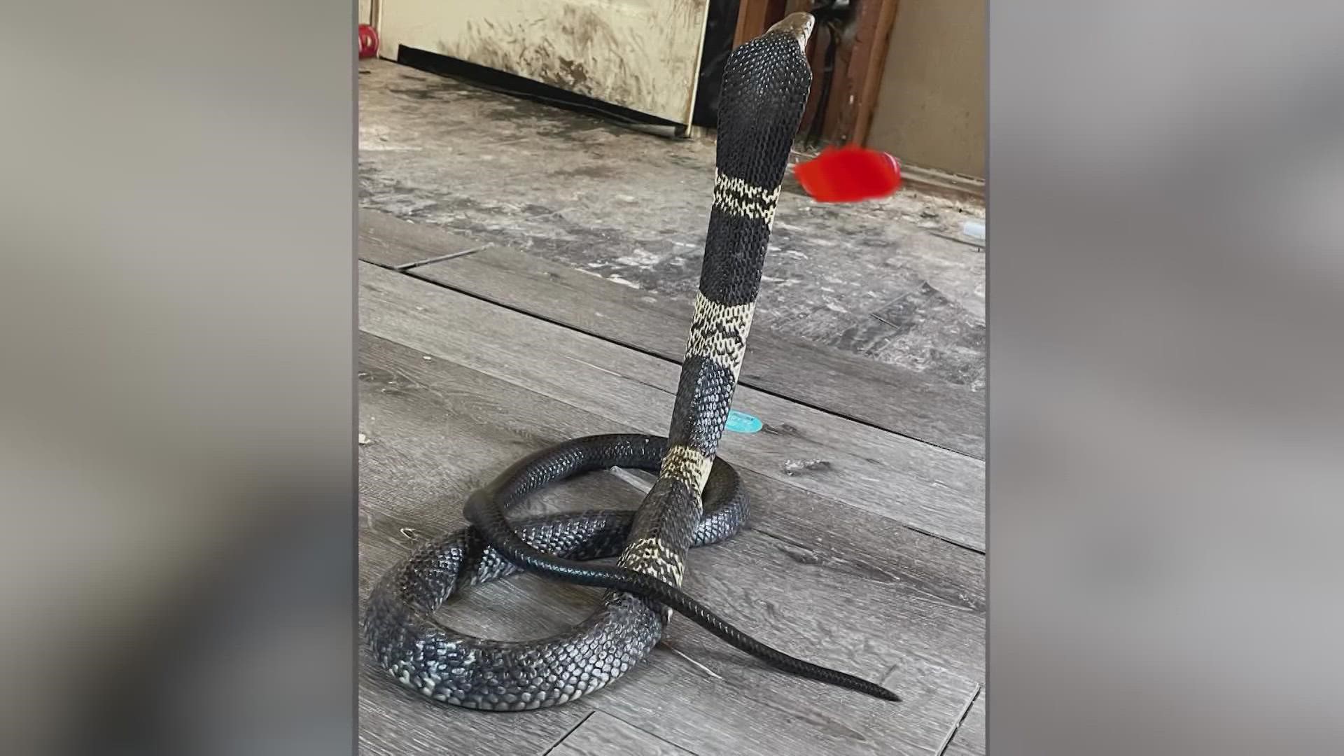 A resident noticed their West African Banded Cobra went missing from its enclosure, officials said. They're now warning residents to be on alert, as they search.