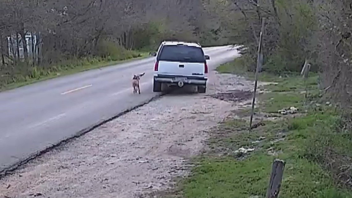 Man caught dumping dog on camera in Dallas: What happens now? | wfaa.com