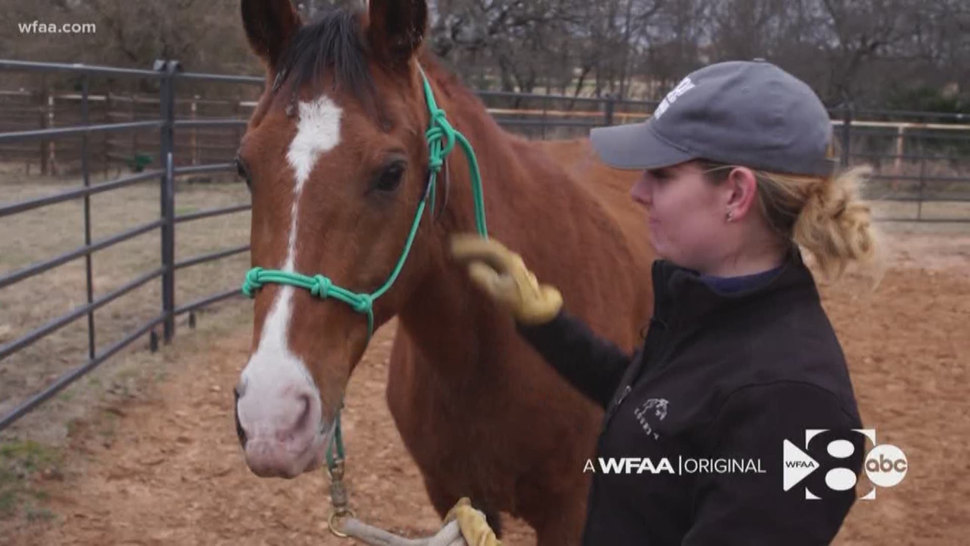Did you know the SPCA of Texas helps horses?