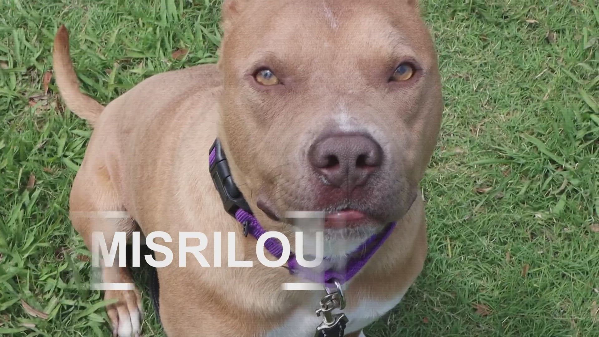 The Pit Bull mix is looking for his forever home! Find him on the SPCA of Texas website.
