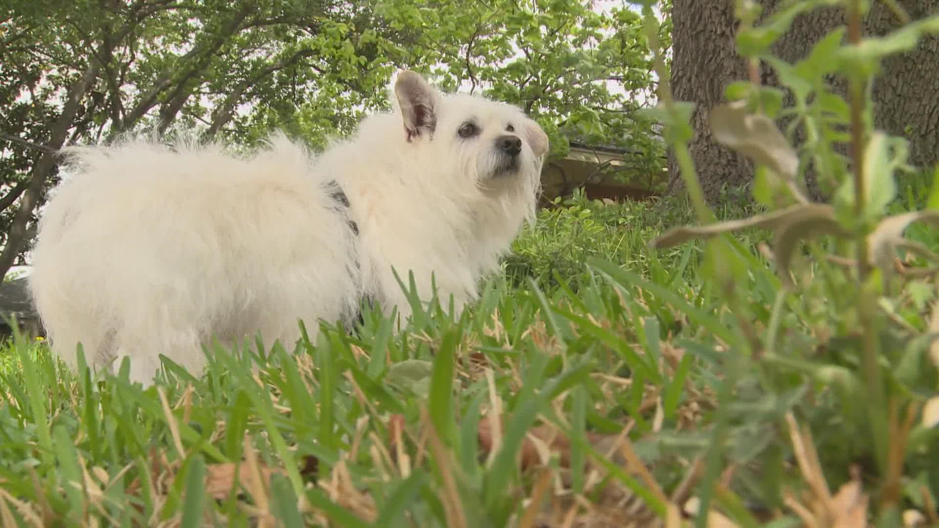 Slick, a terrier corgi, refused to move, alerting his owners that something was wrong.