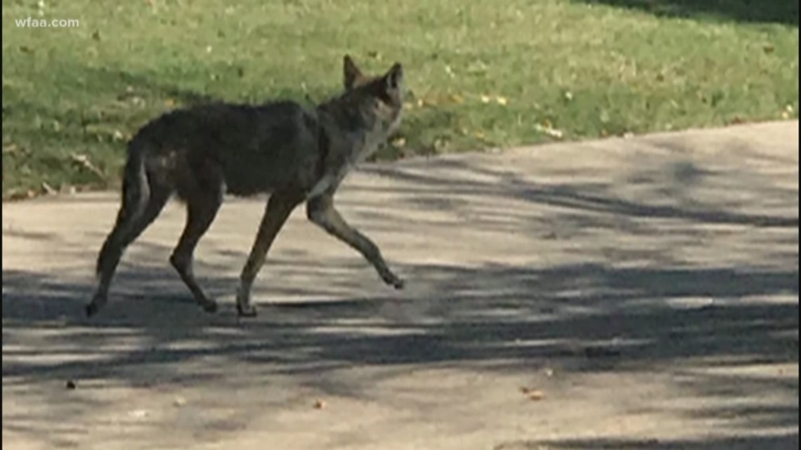 Frisco coyote attacks: City launches map to track coyote sightings ...