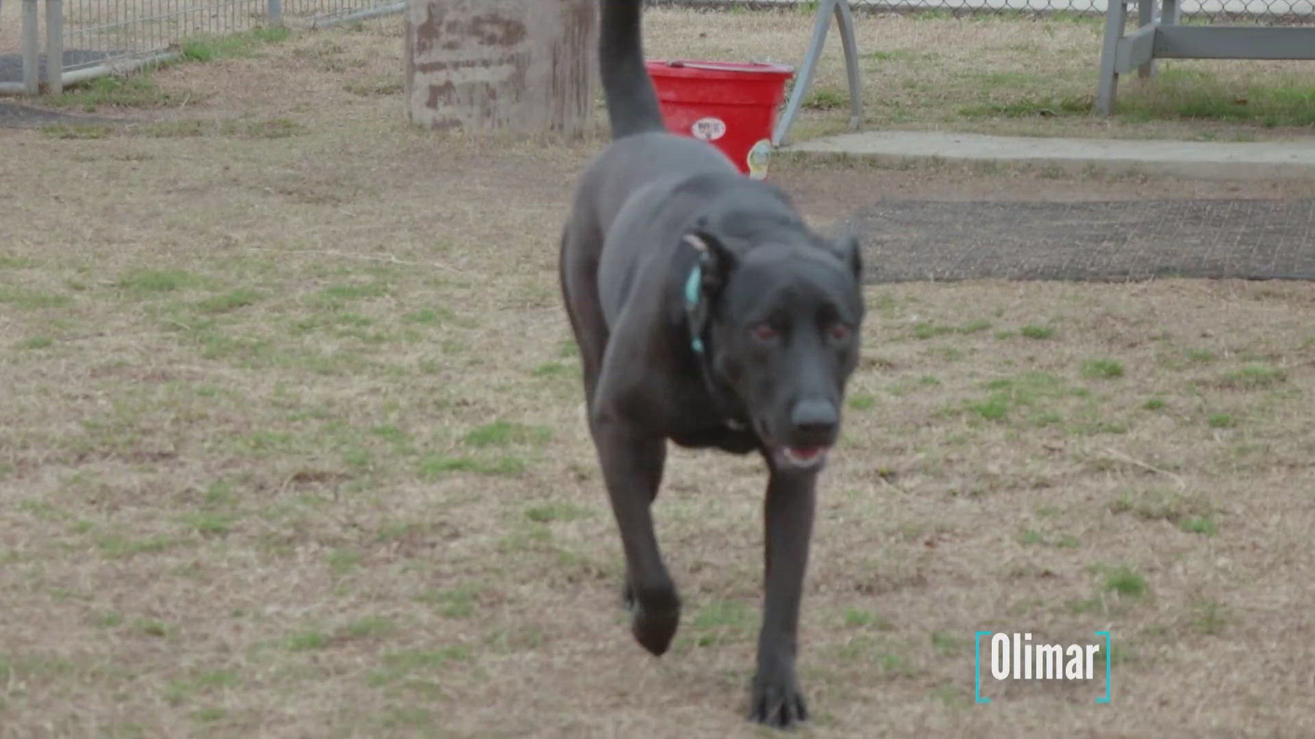 Olimar is available for adoption through the SPCA of Texas.