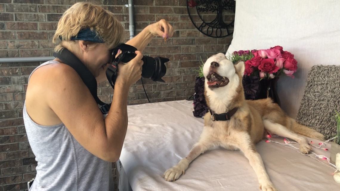 She had the life left in her': Rescue turns dog with untreatable tumor into  internet star | wfaa.com