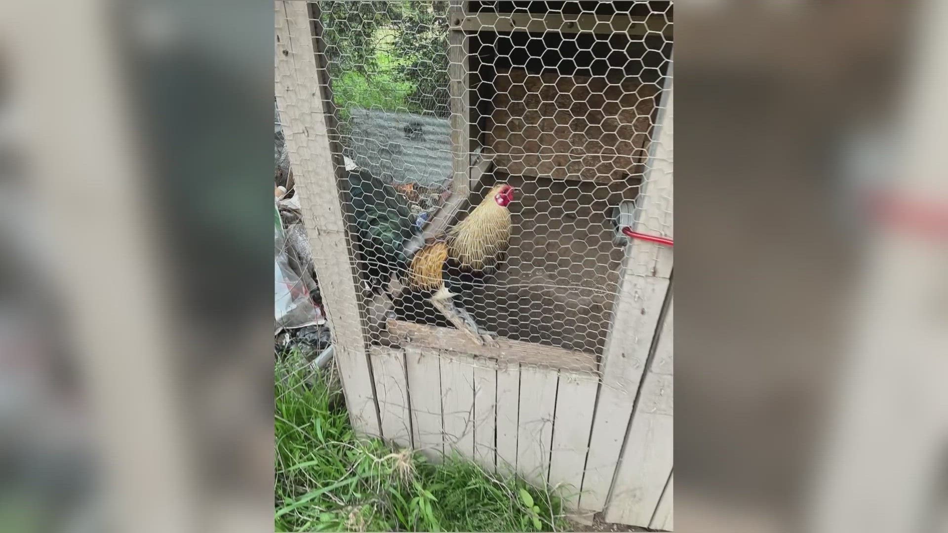 Police say they also seized paraphernalia related to cockfighting.