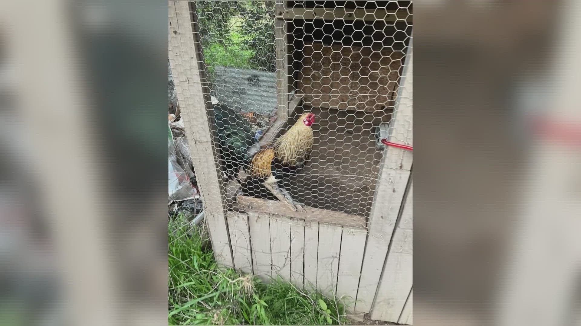 Shooting investigation leads to thousands of chickens seized in Dallas,  police say