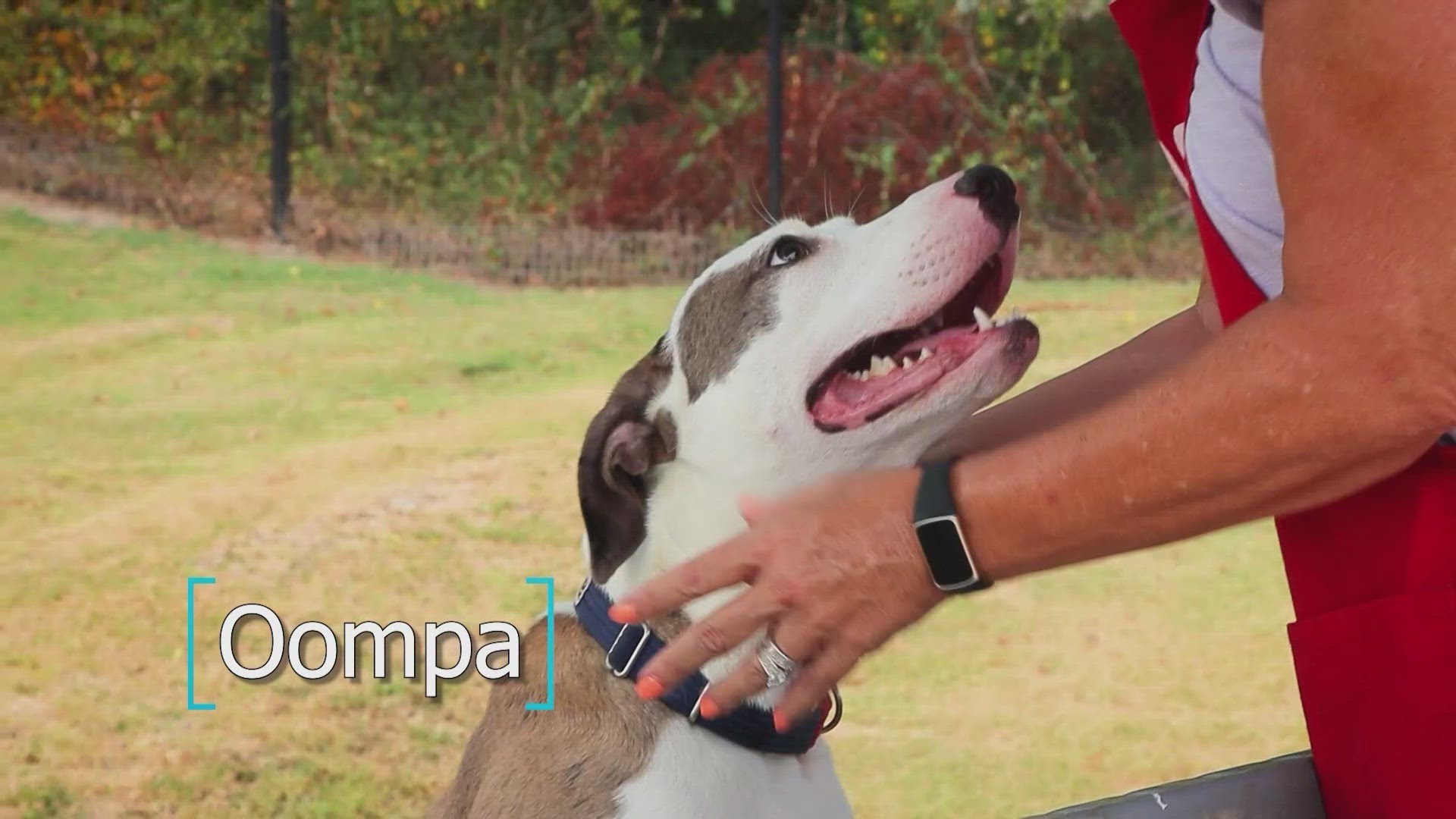 Kitten rescued from car bumper at Grapevine dealership