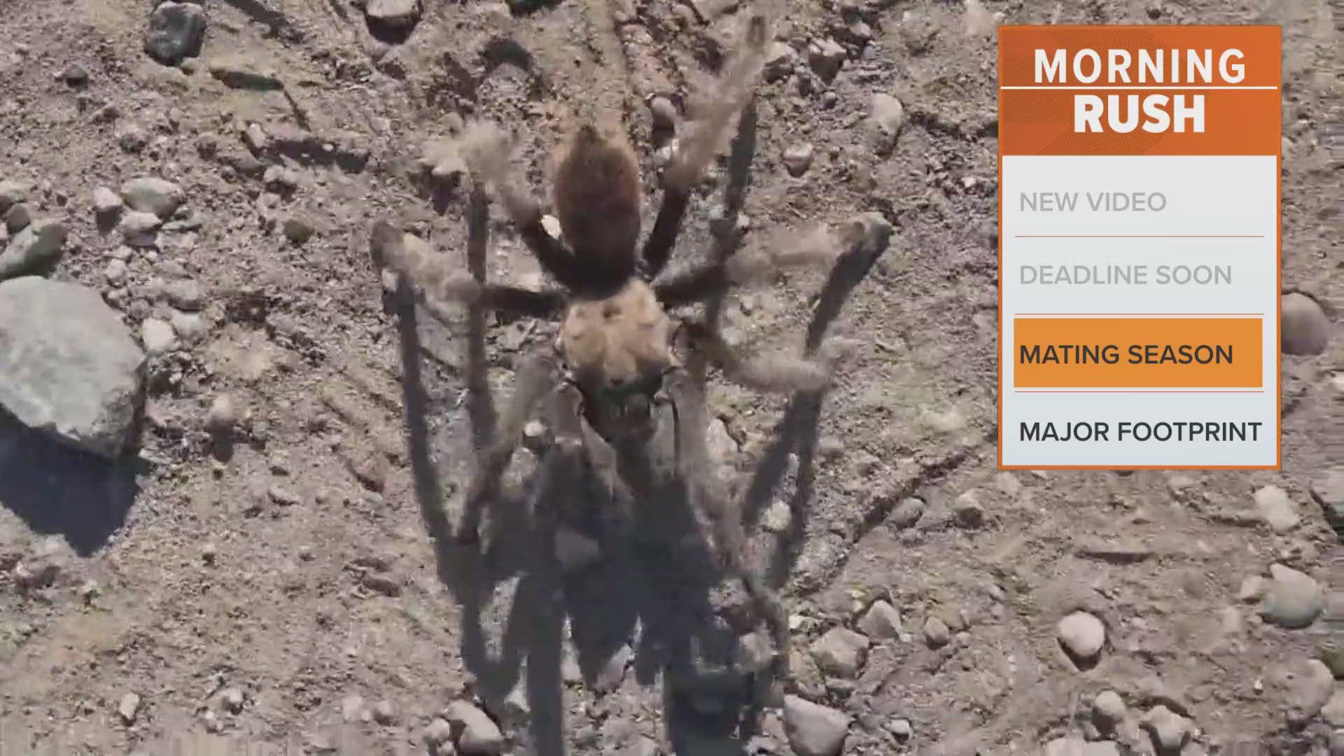 Groups of tarantulas may be spotted in the coming weeks. 