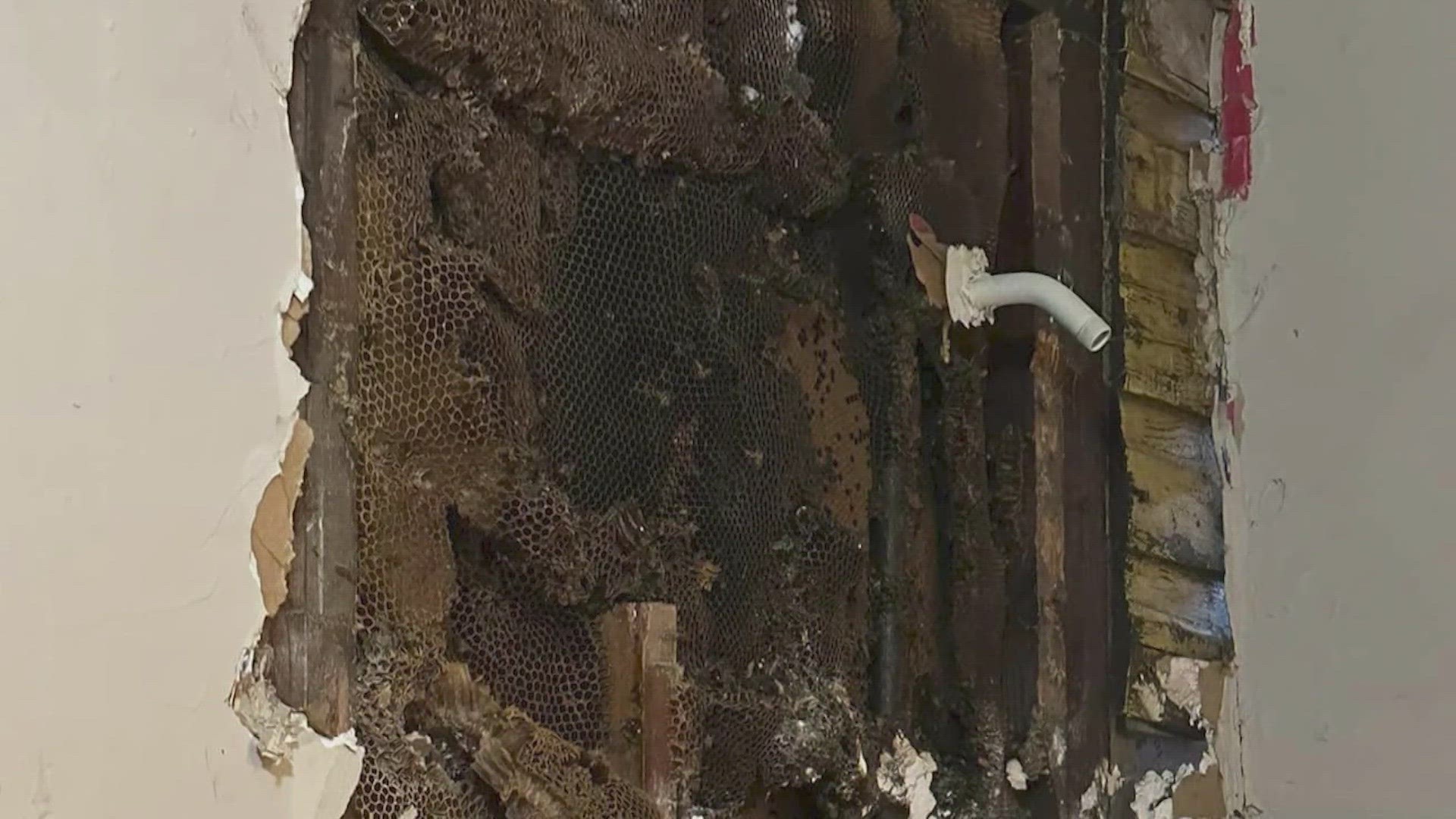 Firefighters used foam to get the bees under control, allowing the victims to escape the home.