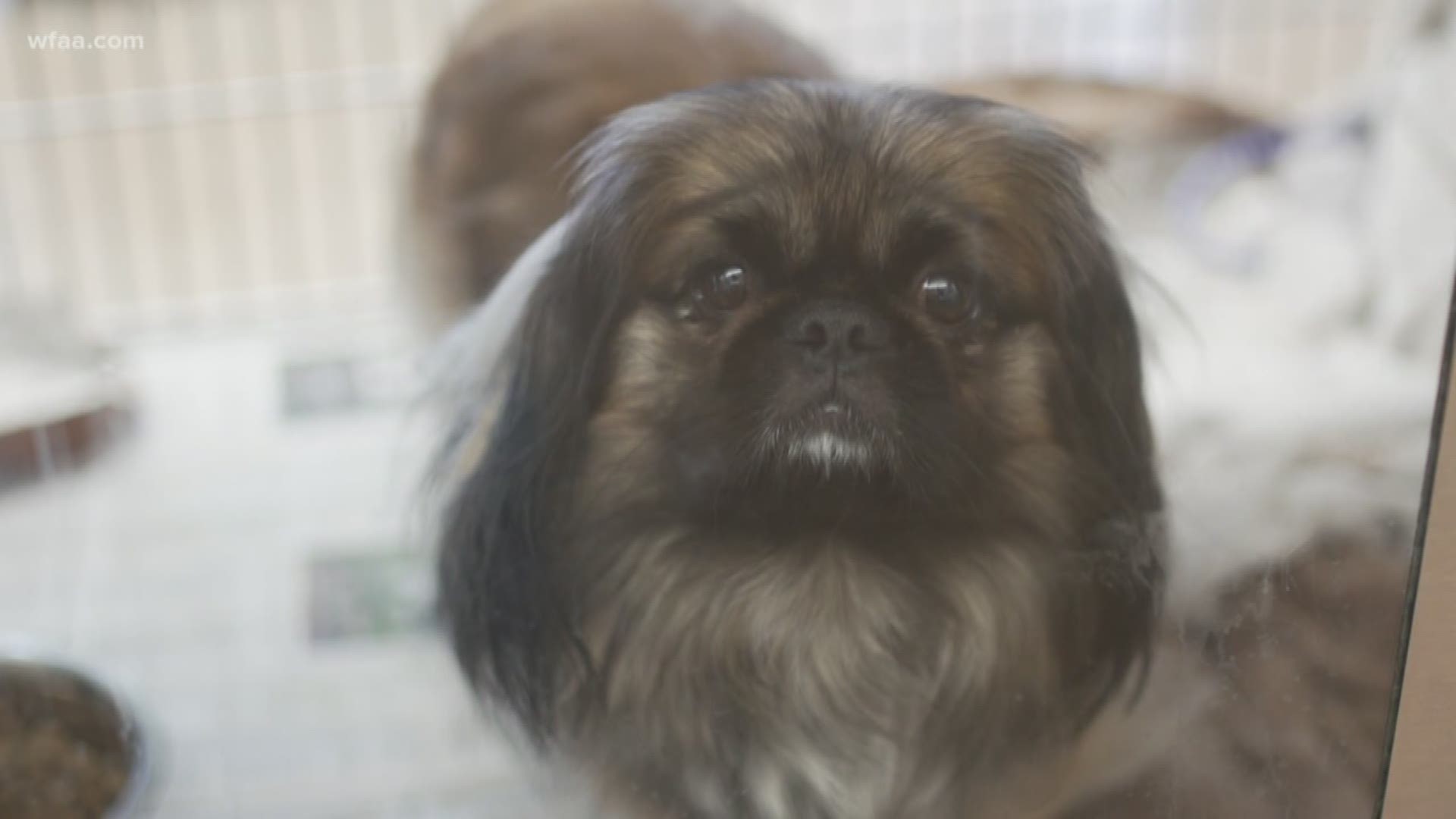 Verify: Do we still need euthanasia in animal shelters? 