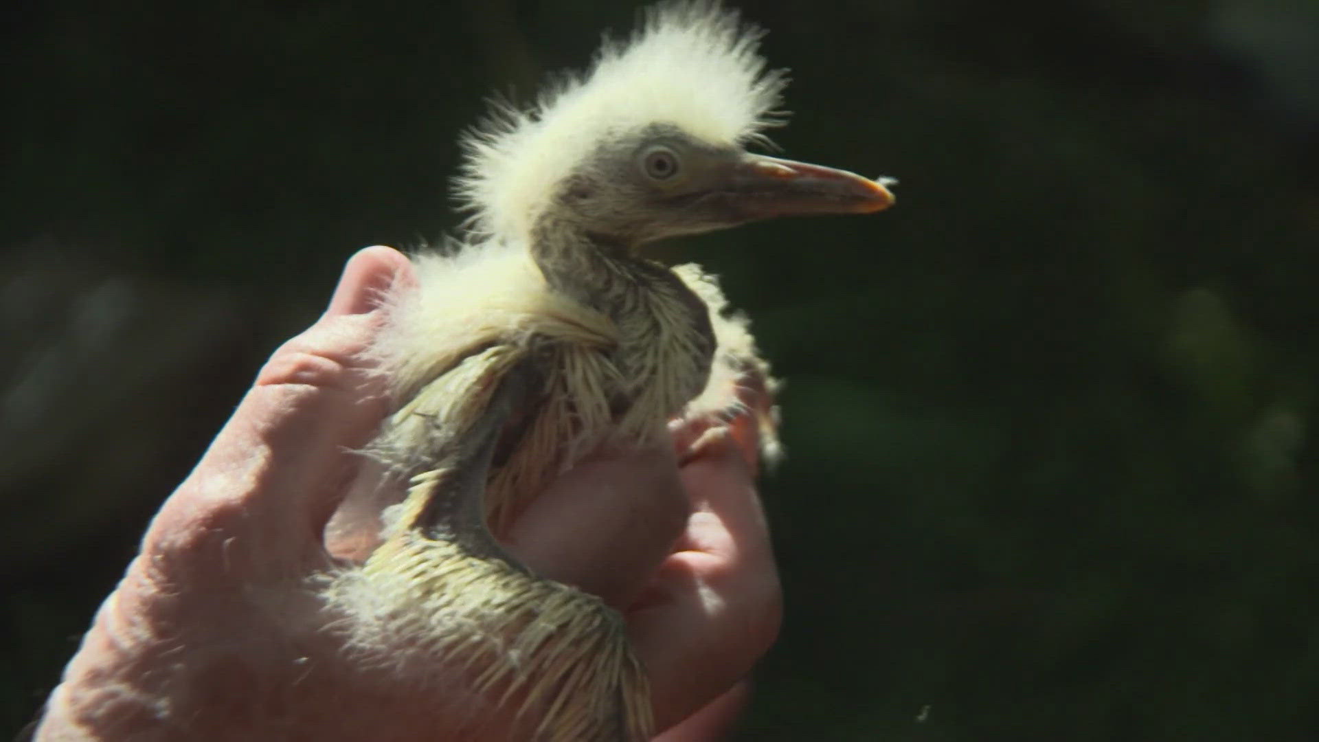 Fort Worth launches campaign to help residents prepare for Egret