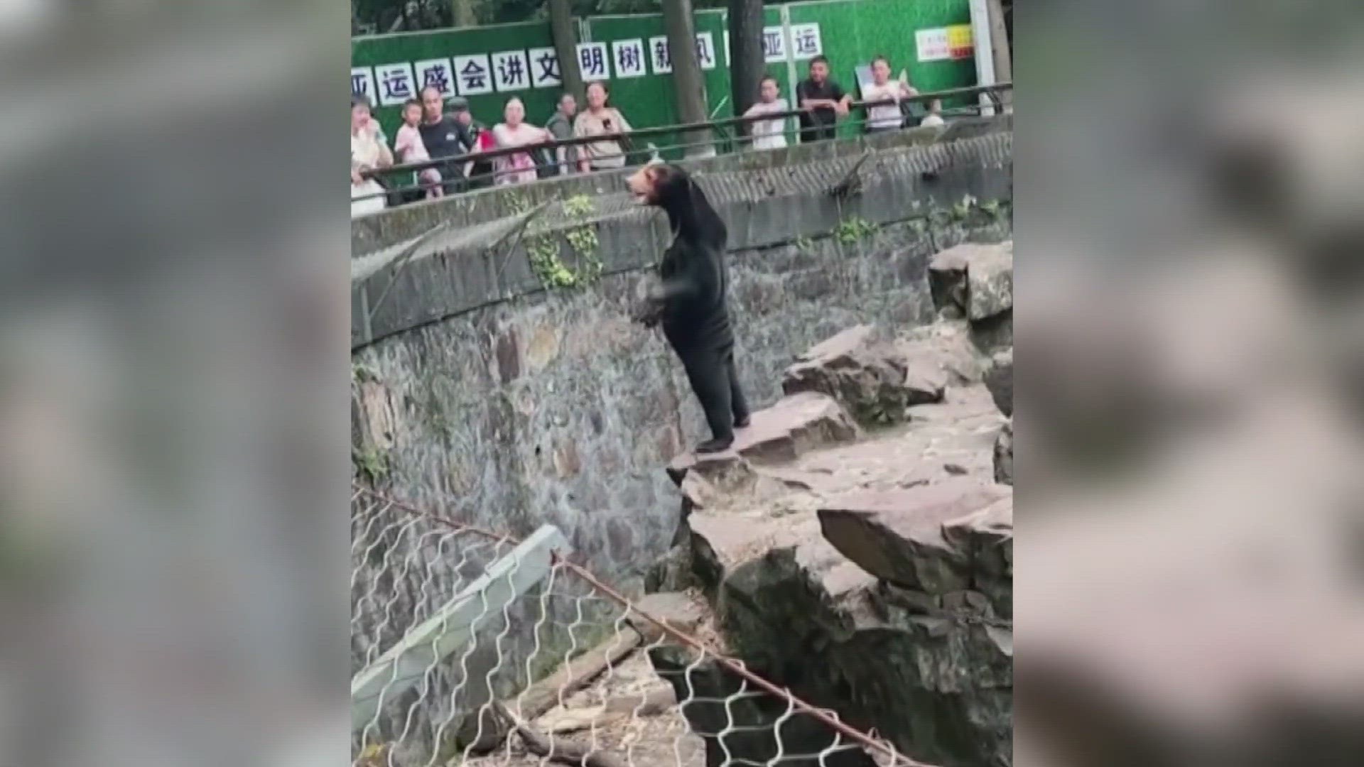 Many people think this bear is really someone in a bear costume. The zoo says it's a sun bear, which is usually more slender than the typical bear.