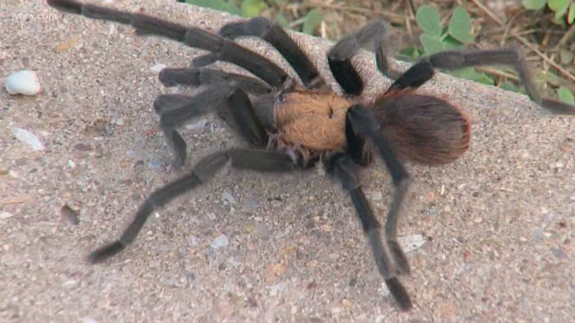 Things get spicy in August, when it's mating season for the Texas brown tarantula in Dallas area.