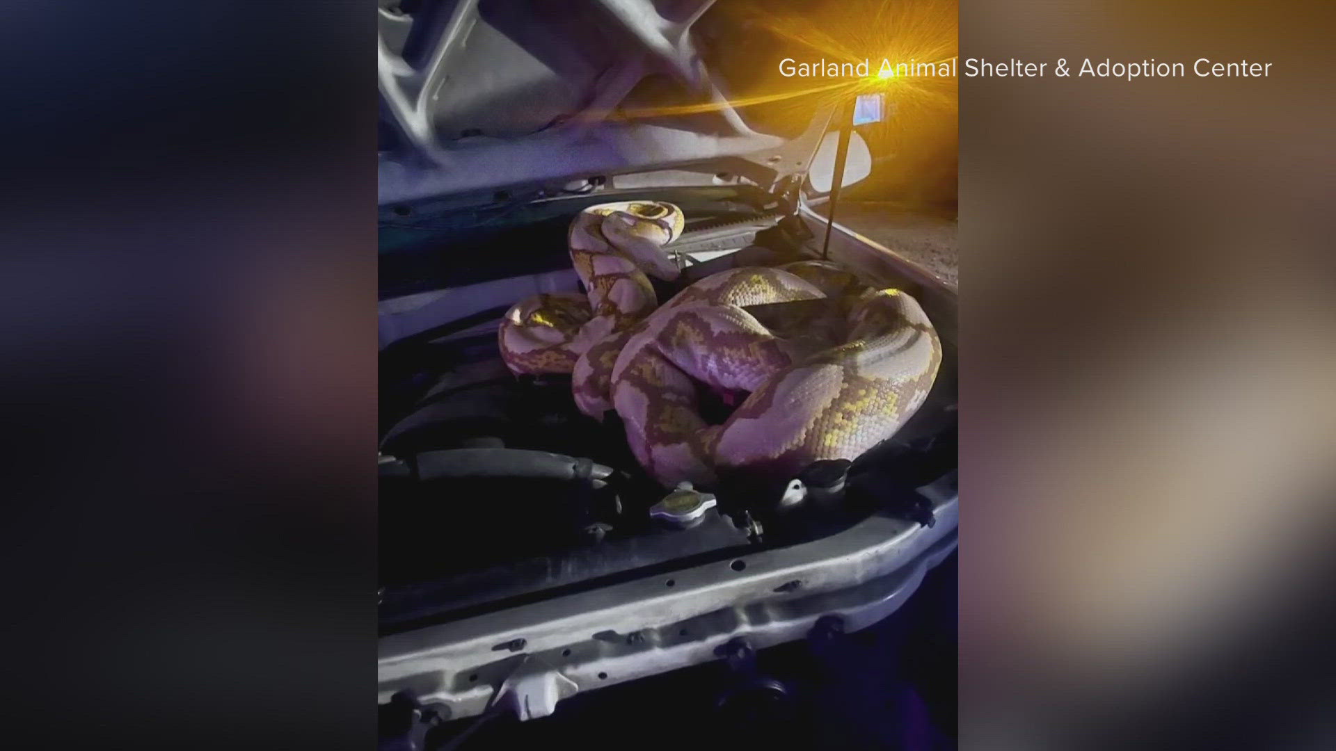 Officials captured the python in Garland. 