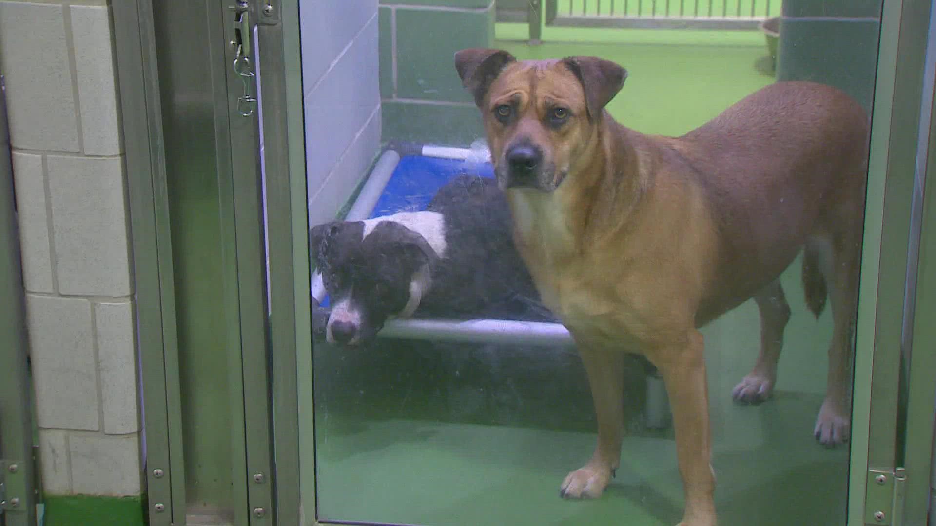 DAS is offering multiple incentives to encourage people to adopt a dog in need at their shelter.