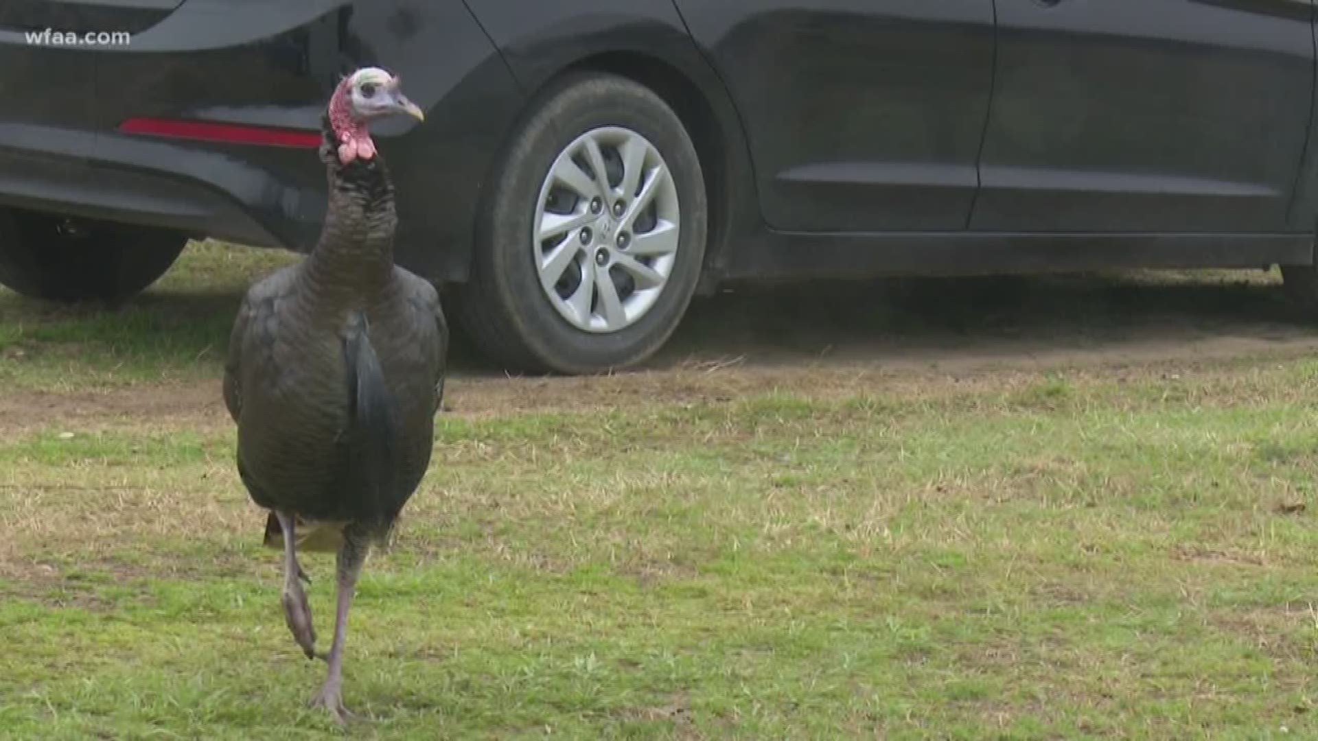 Fowl play? Argyle's famous outlaw trots into traffic problems