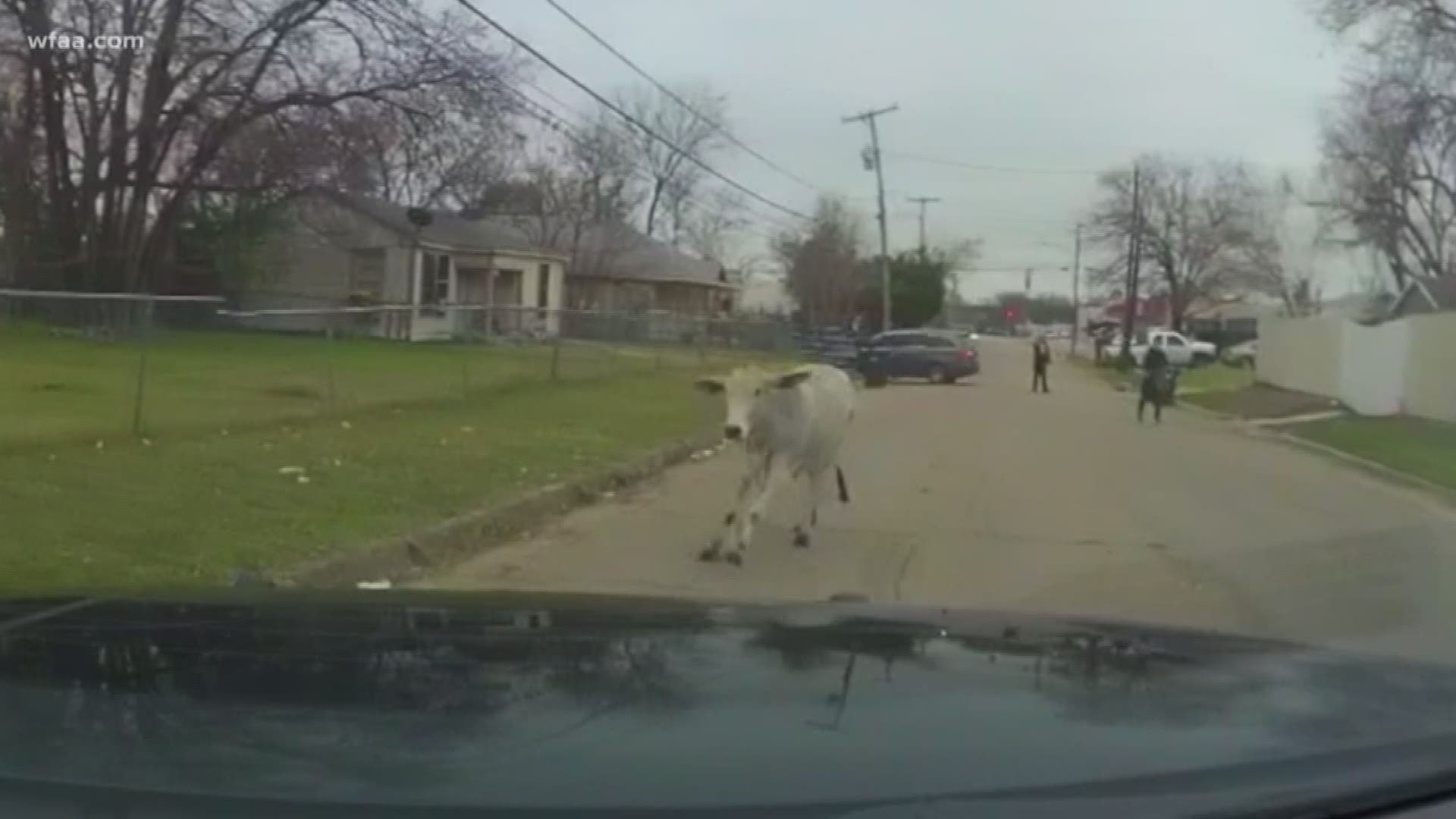 One-year-old Daisy led officers on a chase through Rodeo street.