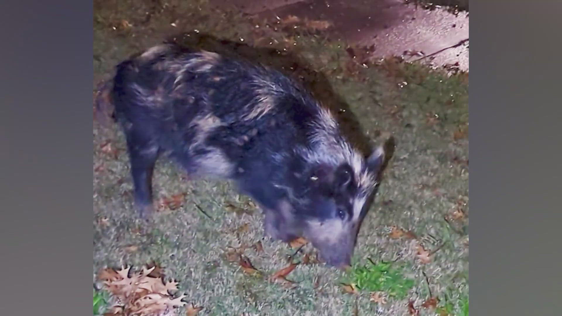 After weeks of chaos and uprooted lawns, a hog trap was built Tuesday night to end a feral swing rampage that has left homeowners and a nearby school reeling.