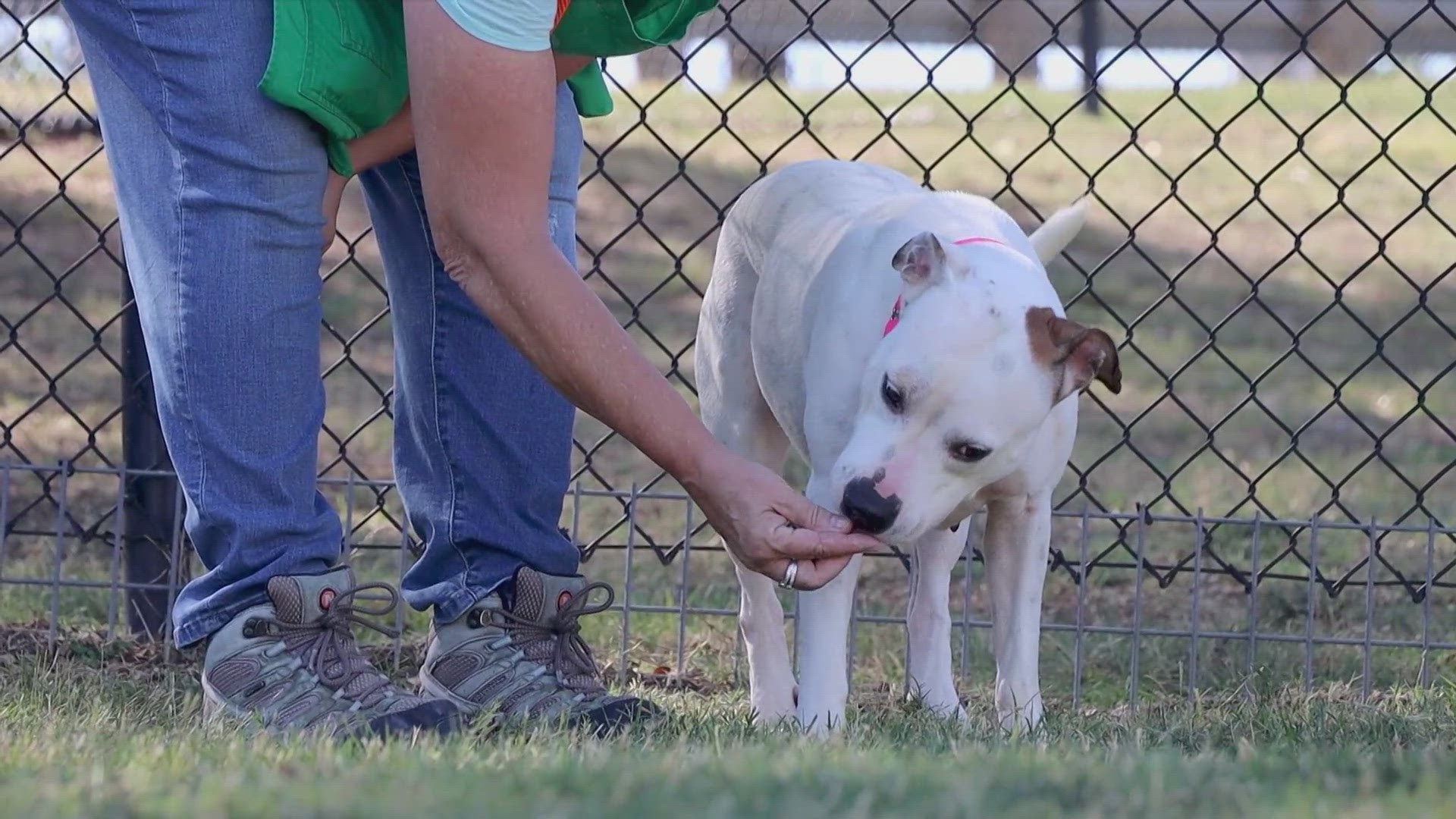 Cece is available for adoption through the SPCA of Texas.