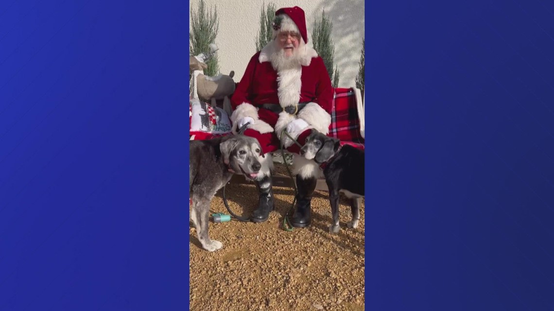19-year-old dog adopted in Dallas enjoying holidays