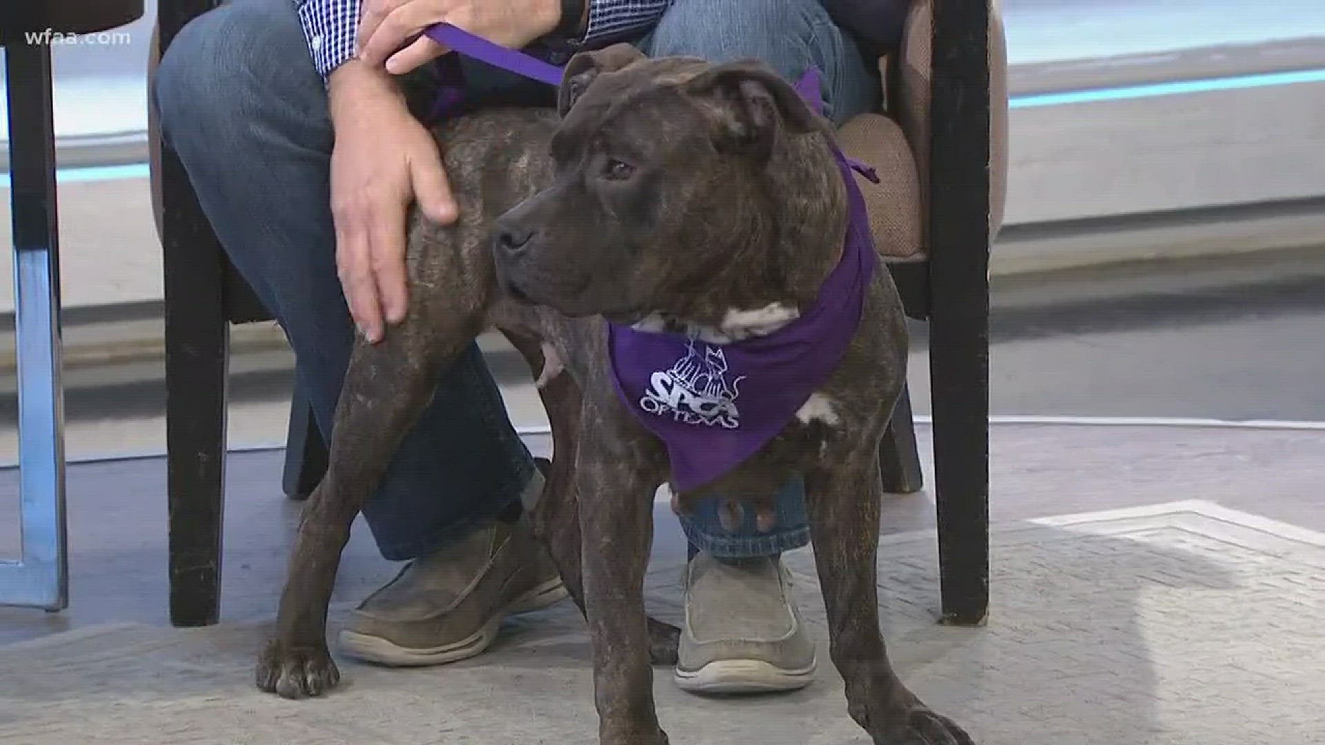 Tailwagger 'Little Mama' is up for adoption through the SPCA.