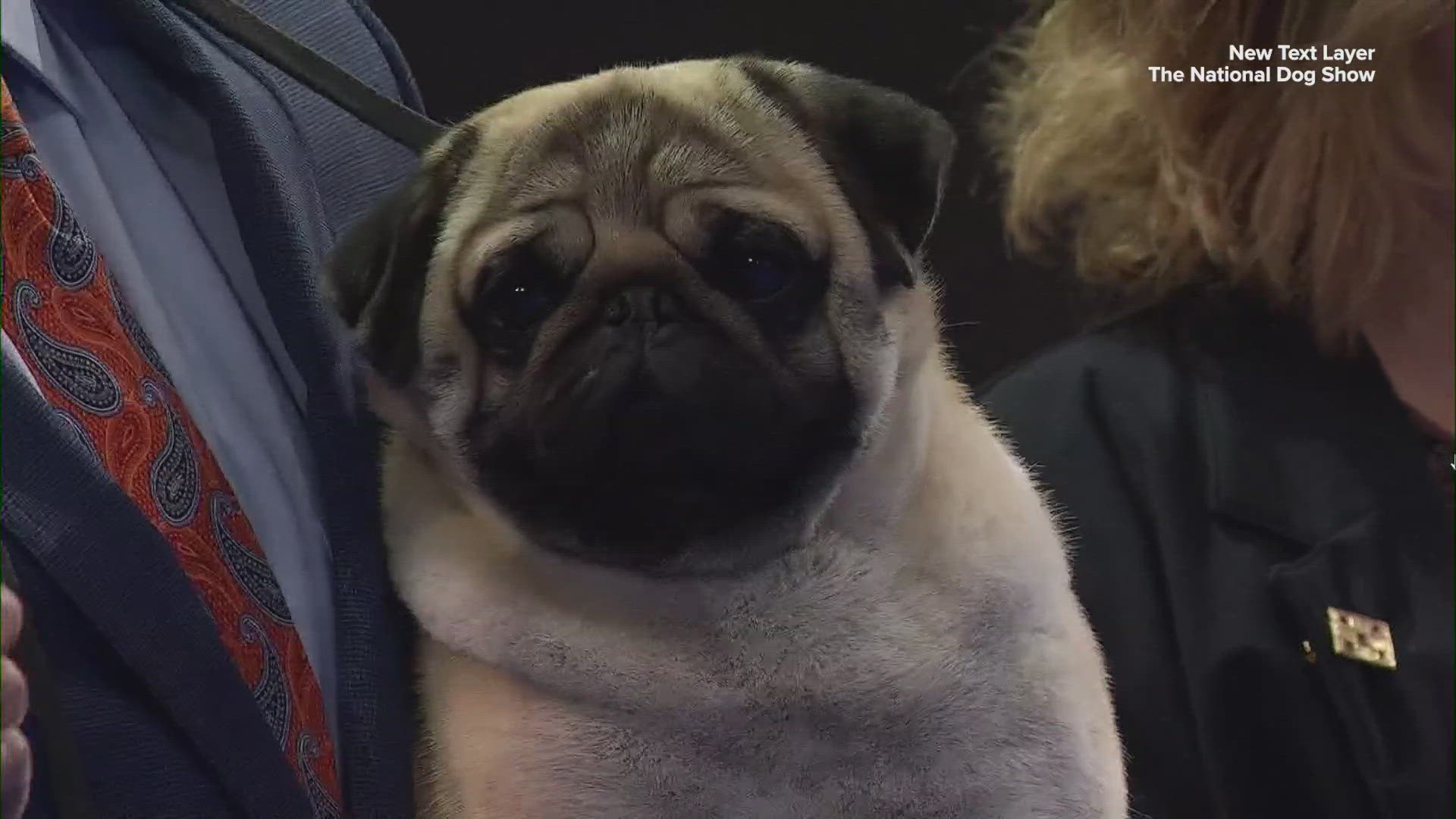 Vito the pug has been crowned best in show at the 92nd annual National Dog Show – the first time a pug has won the title in at least two decades.