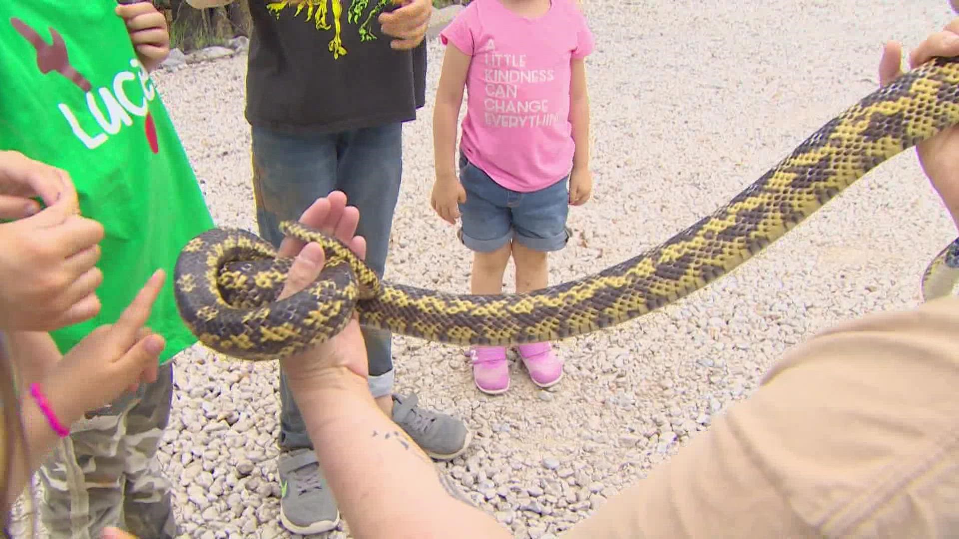 Wildlife expert Brandi Nickerson says Texans can expect to have more snake encounters as the temperatures start to heat up across the state.