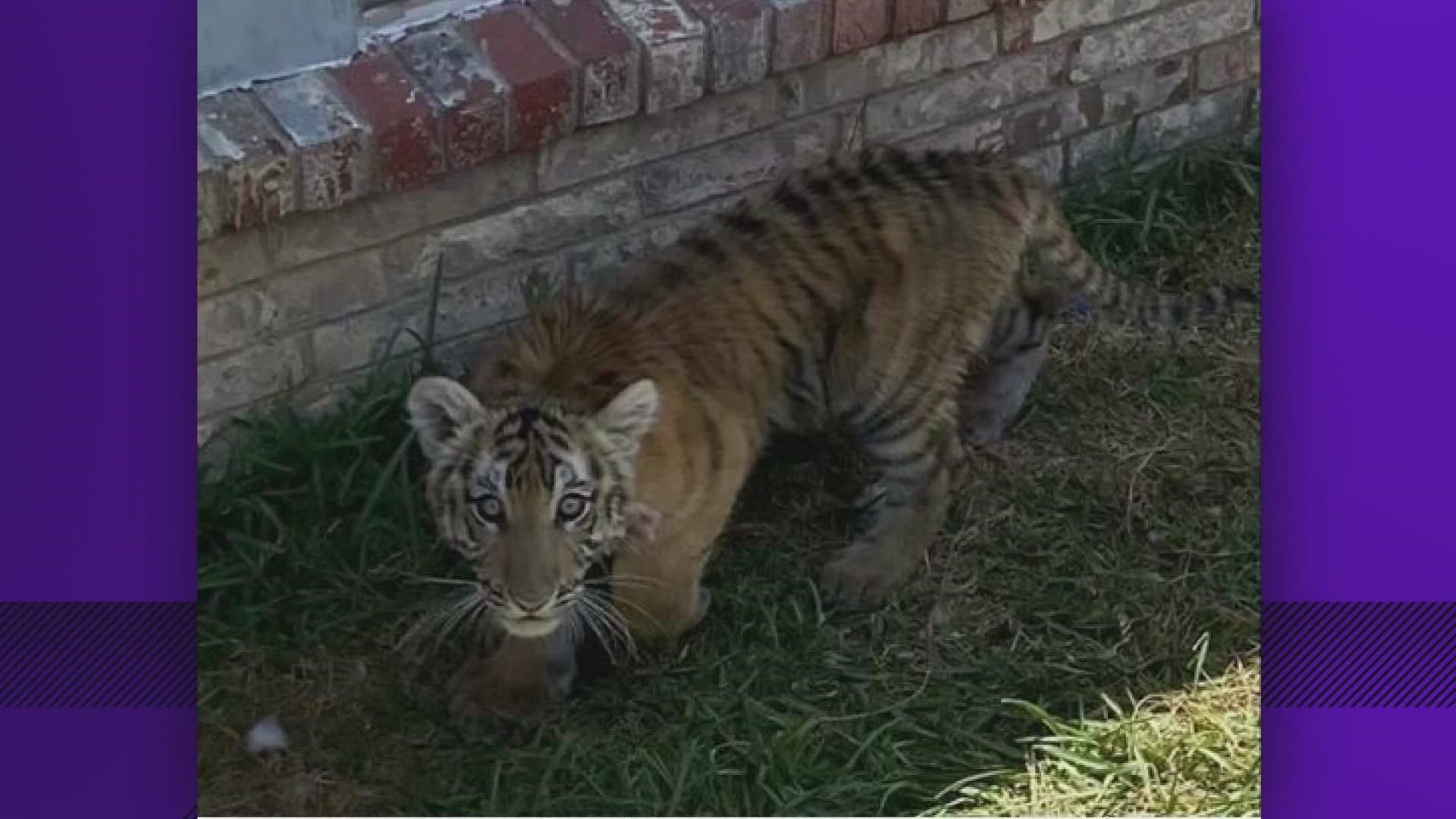 The tiger cub was caged during the process and was not loose, as some social media rumors claimed. Trapboy Freddy was taken into custody on weapons charges.