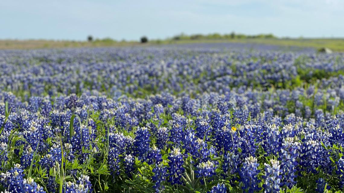 Blue Bonnet