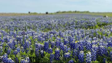 Texas bluebonnets: When they bloom and where you can find them | wfaa.com