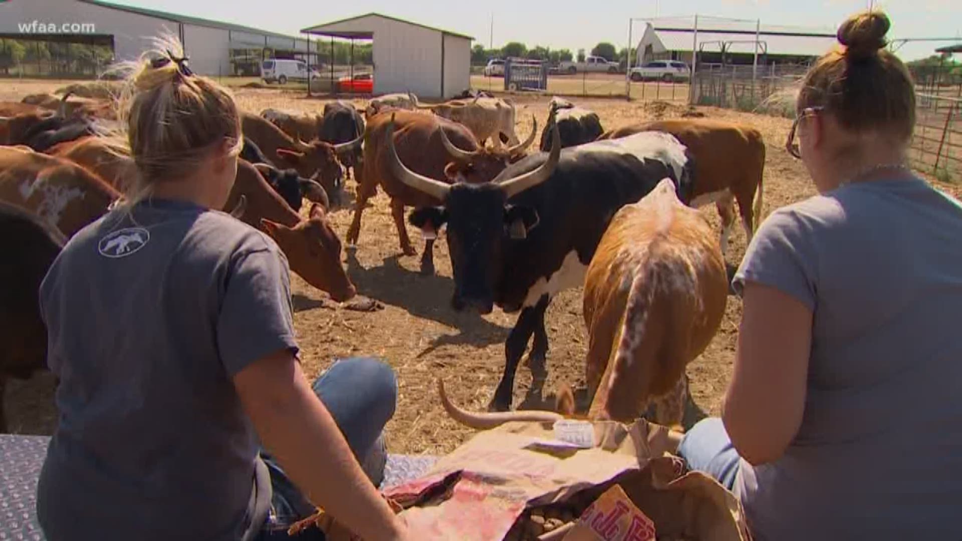 Longhorns get second chance after rescue