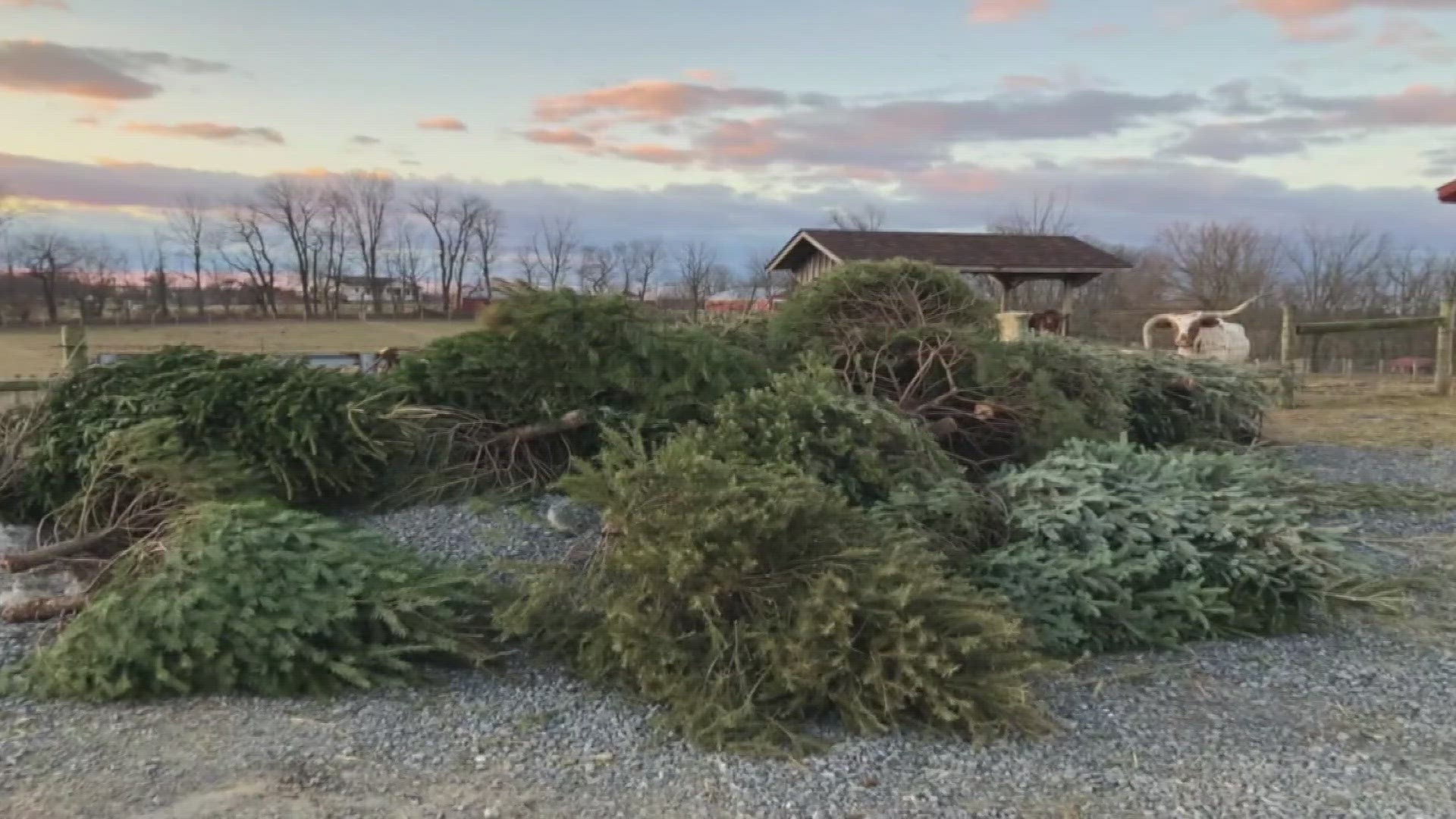 'Christmas Tree Syndrome' Why Christmas trees could cause allergic