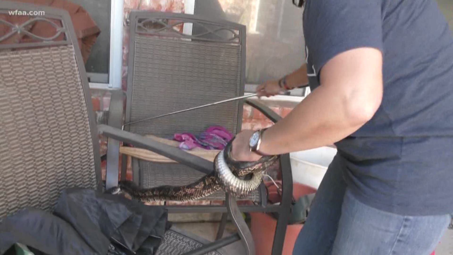 A volunteer group in Collin County has reached its busy season as more and more people are looking to relocate snakes that find their way on properties across North Texas.