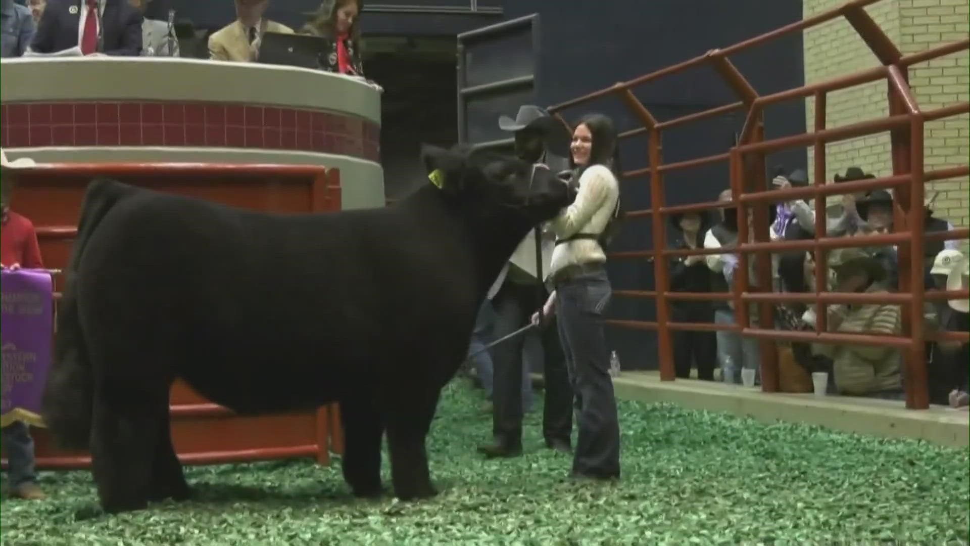 A 15-year-old auctioned off the 1,343-pound steer at the Fort Worth Stock Show for a record $440,000
