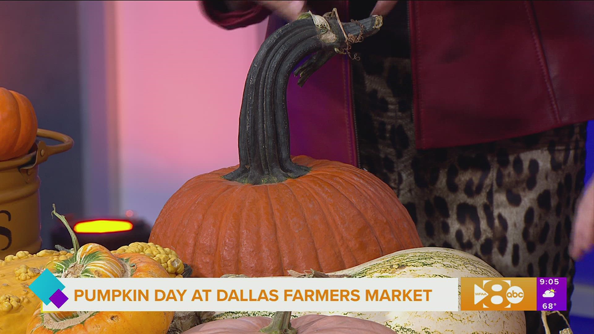 Tomorrow is Dallas' original pumpkin day! There will be more than 25 varieties of Texas grown gourds for you to choose from, and that's not it...