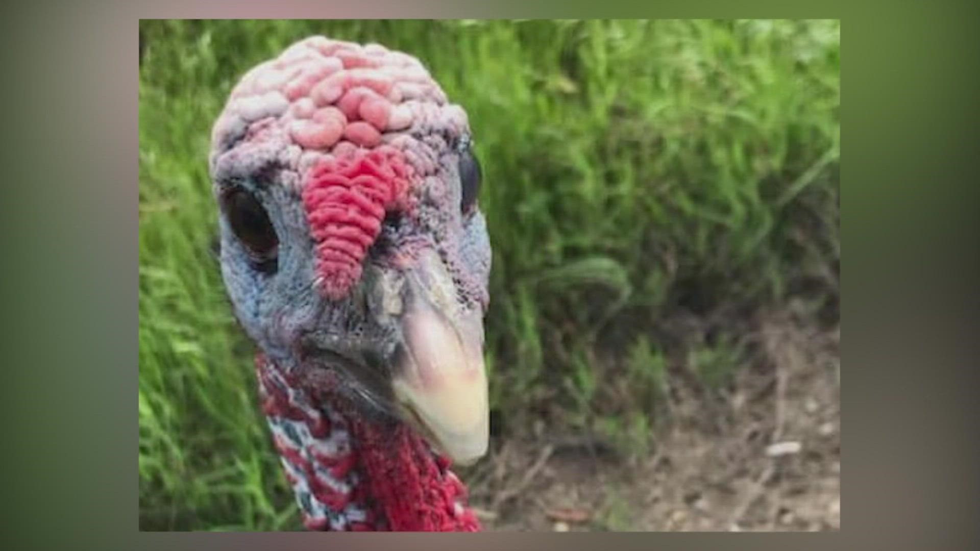 Tom the Turkey was known by everyone in town - an honorary community pet who would run in traffic, chase the kids, and peck at cars throughout Argyle.